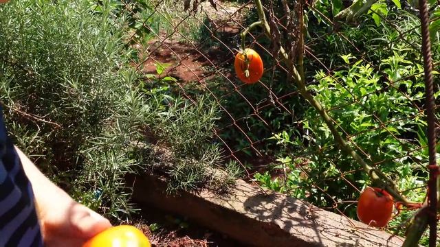 Vlog 212 Mein Kleiner Garten смотреть онлайн