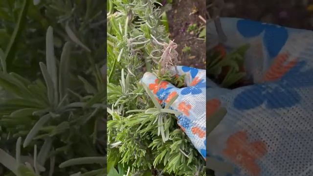 Майская косметическая обрезка лаванды обязательна