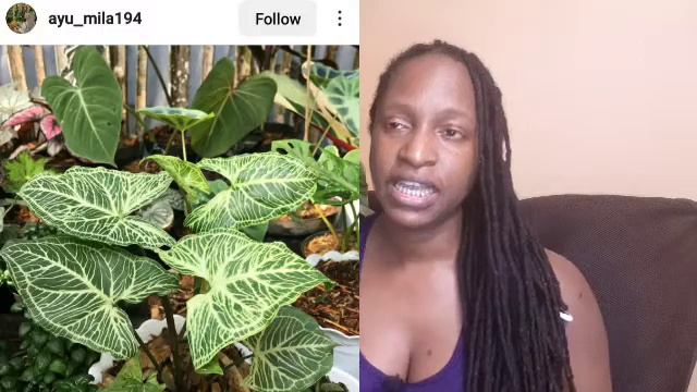 Houseplant Wishlist 2022: Syngonium смотреть онлайн