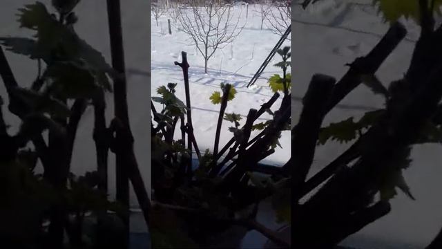 Черенки винограда на подоконнике смотреть онлайн