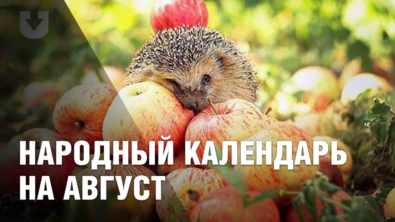 Народные приметы на август месяц. смотреть онлайн