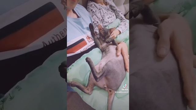 Сфинкс Марсель смотреть онлайн