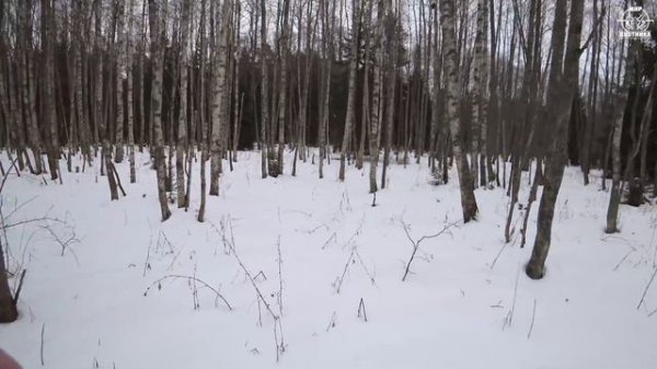 Охота #190 на кабана, загонная, с собаками