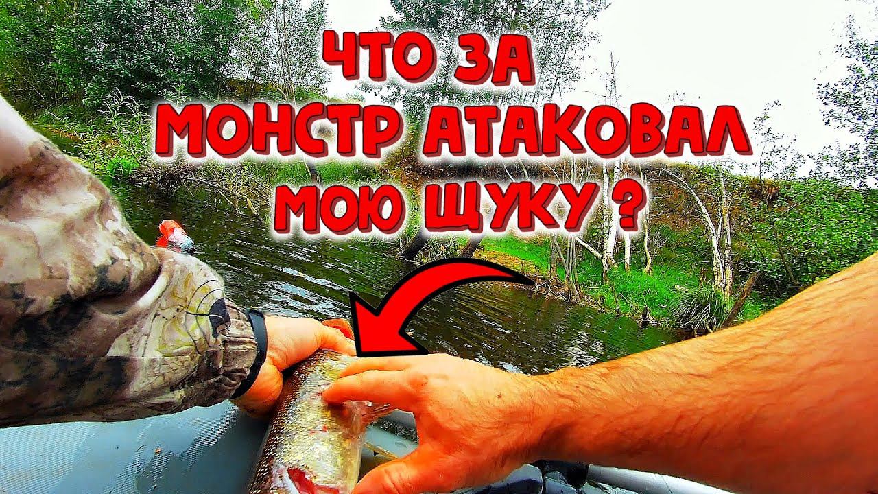 ✔️ Что за монстр атаковал мою щуку ? смотреть онлайн