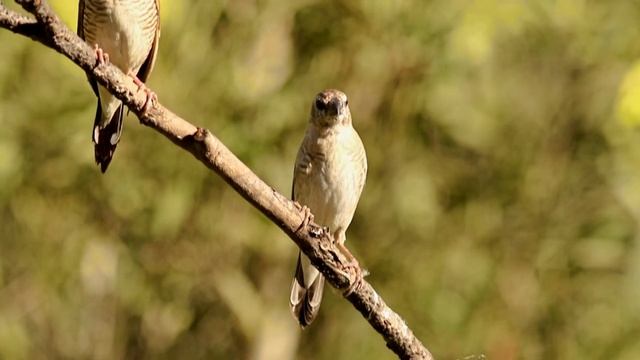 Finch Plumheaded смотреть онлайн