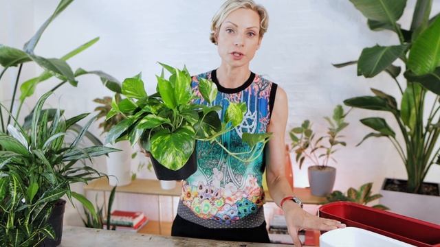 LECHUZA Planters - Delta 20 - What's Inside And How It Works смотреть онлайн