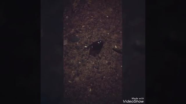 Жук - водолюб? смотреть онлайн