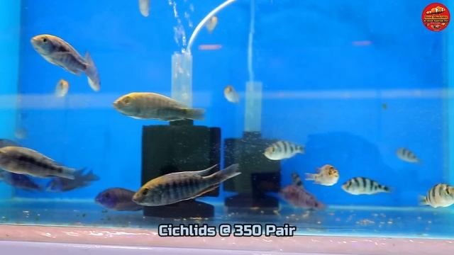 Tropical Treasures Aquarium Shop Newly opened in Bangalore , Huge Aquarium Fish Shop смотреть онлайн
