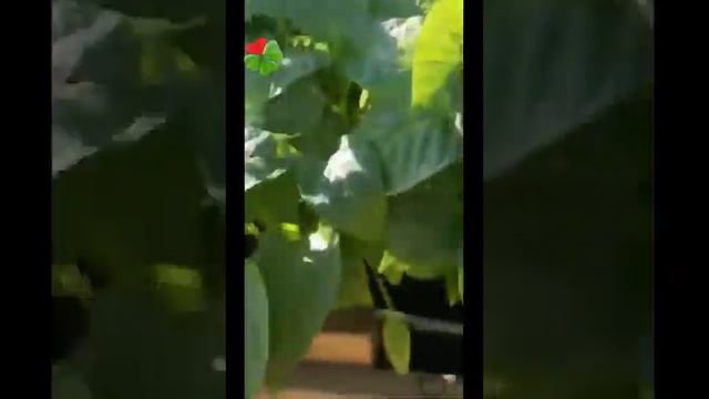 "Живое удобрение" - волшебная органика! смотреть онлайн