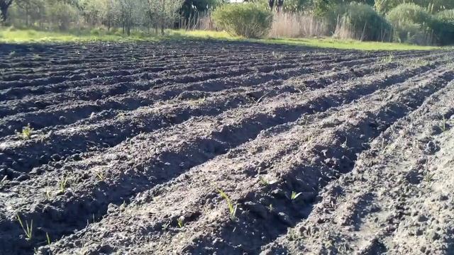 прополка междурядий картофеля смотреть онлайн