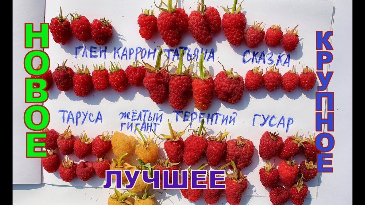 Малина Терентий, Татьяна, Сказка, Таруса, Глен Каррон смотреть онлайн