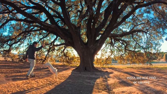 5 Creative Video Tricks In Autumn With Insta360 Ace Pro