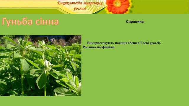 Гуньба сінна смотреть онлайн