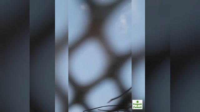 Весенняя охота на гуся 2019г! Хороший налёт! смотреть онлайн