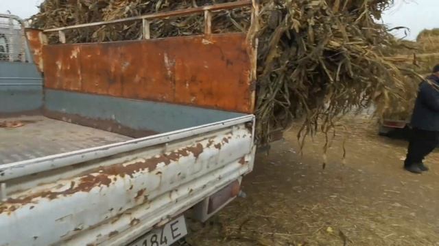 халмион базары прес чоптун баалары смотреть онлайн