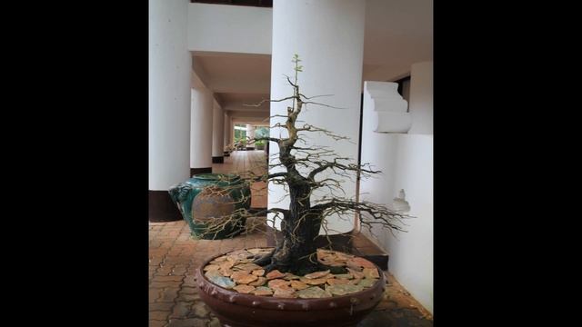 Photo Bonsai Made как сделать бонсай бонсаи япония
