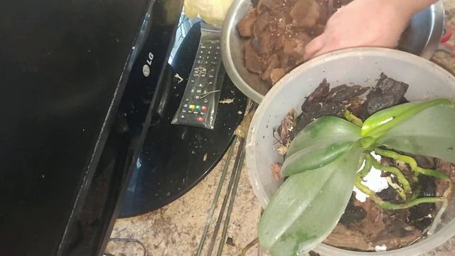 Детка орхидеи фаленопсис фенси пересадка в больший горшок смотреть онлайн