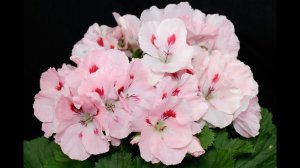 ПЕЛАРГОНИЯ_ГЕРАНЬ!!! Черенкование, посадка, уход..