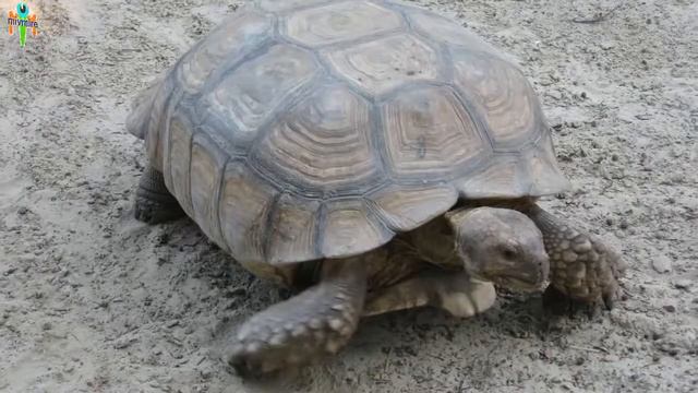 ПОПУГАЙ ПОВТОРЯЕТ СЛОВА ЗРИТЕЛЕЙ ЭКОПАРКА ФЕЛЬДМАНА смотреть онлайн