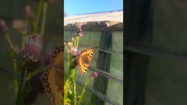 Борьба бабочки и пчелы за нектар на репейнике смотреть онлайн