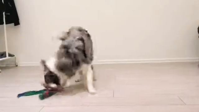 Собака рейвер смотреть онлайн