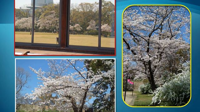２０１８年３月２８日大阪城桜 смотреть онлайн