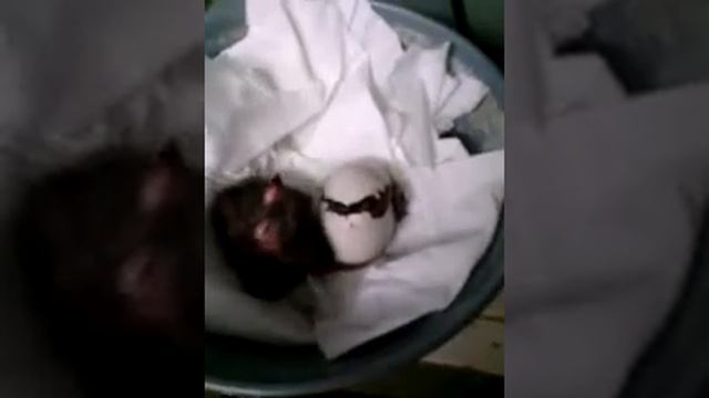 turaco fisher naciendo смотреть онлайн