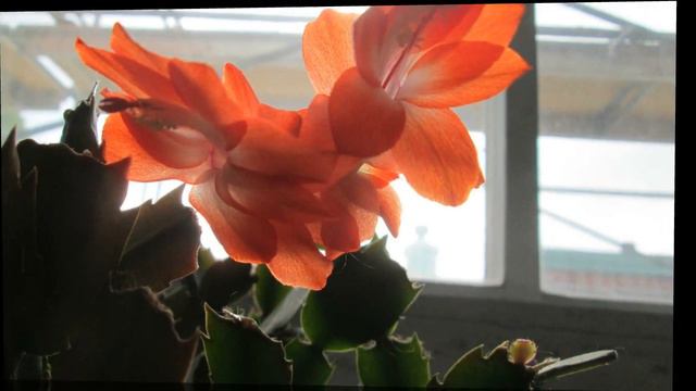 Christmas cactus two flowers from one leaf смотреть онлайн