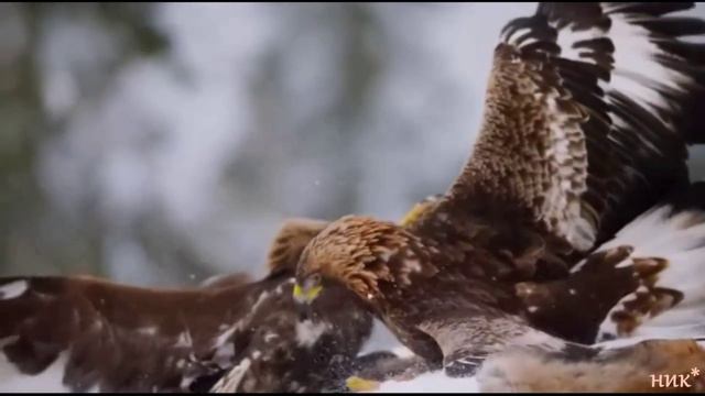 Стив Морган 1. смотреть онлайн