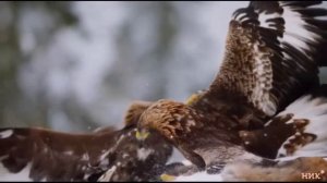 Стив Морган 1.