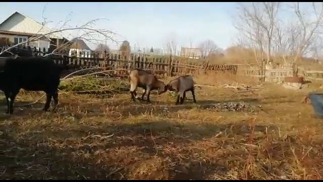 козьи попрыгуши часть 2, подросшая смотреть онлайн