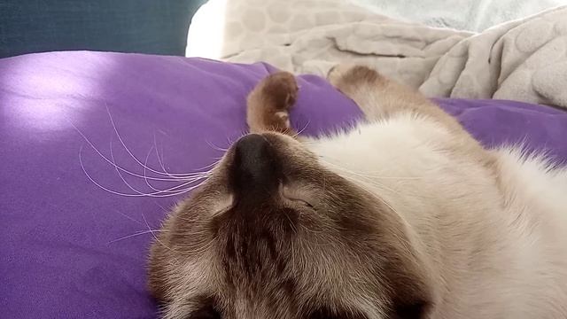 Котик крепко спит и смотрит сны смотреть онлайн