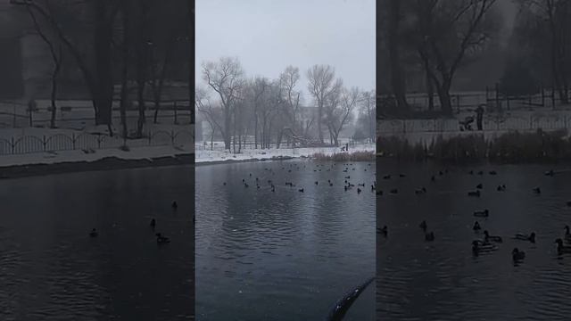 Зимний пруд в Симферополе смотреть онлайн