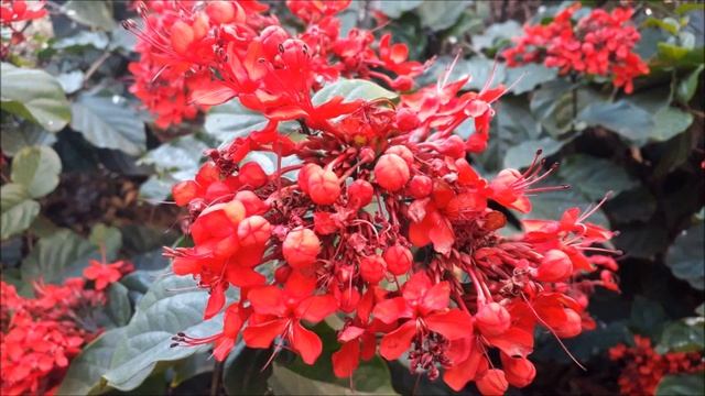 #Текомария капская,#клеродендрум,#текома прямостоячая,#шефлера.#Ашдод.#Израиль. смотреть онлайн