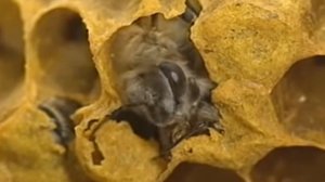 Мы просто пчелы =(