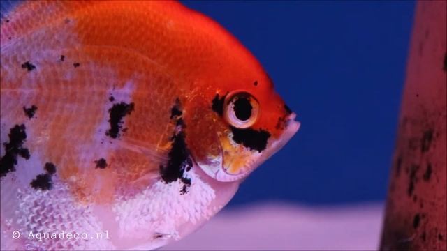 Maanvis red devil // Aquadeco смотреть онлайн