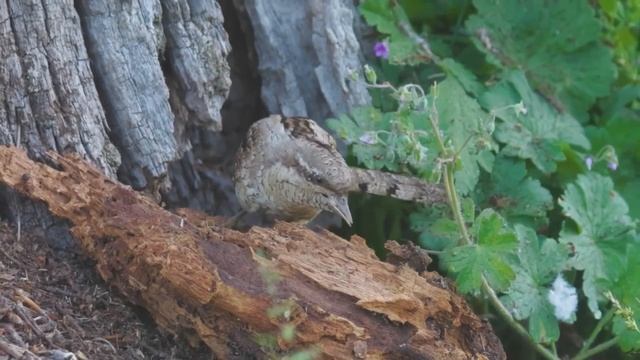 Вертишейка - Jynx torquilla.mp4 смотреть онлайн