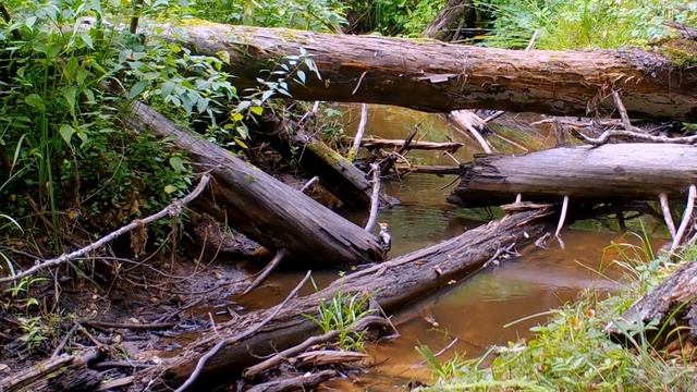 У лесного ручья BROWNING BTC-7A Лесные куницы, белки и птицы смотреть онлайн