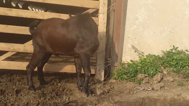 Калахарской породы козёл и Шами! смотреть онлайн