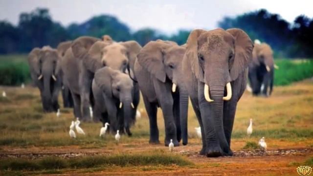 5 САМЫХ УМНЫХ ЖИВОТНЫХ В МИРЕ смотреть онлайн