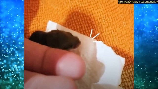 Девушка нашла крошечное СУЩЕСТВО. Теперь у неё живёт очень необычный ПИТОМЕЦ смотреть онлайн