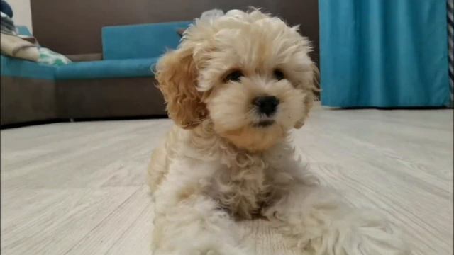 щенок КОКАПУ Клёпа смотреть онлайн