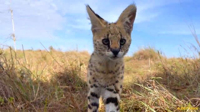 Serval Cat Kittens / Котята сервала