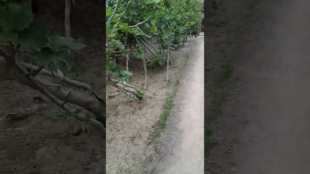 Хорезм. Ургенч смотреть онлайн