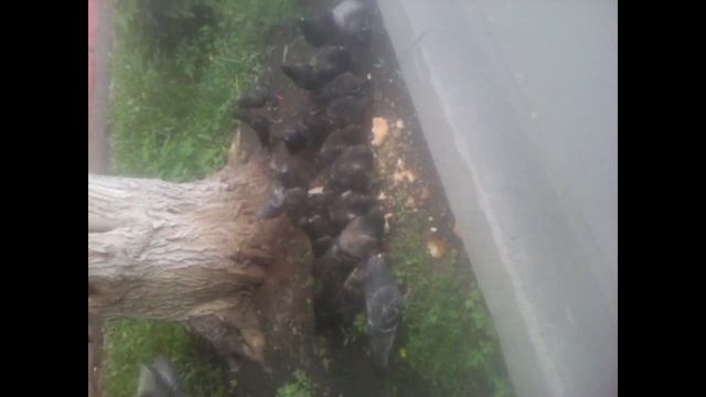 Голуби. Кормлю хлебом смотреть онлайн