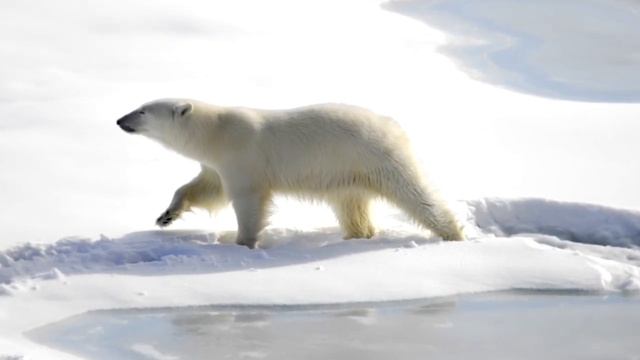 Белые медведи. Всё о них. смотреть онлайн
