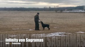 Dobermann IGP3 protection - Infinity von Sagramos