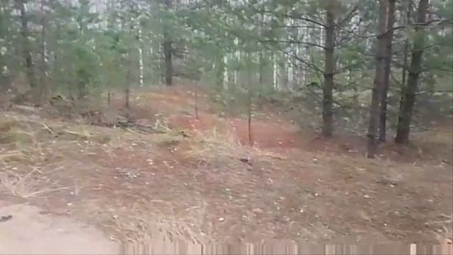 Охота перешла в нагонку с РГ Певец владелец Румянцев А., г.Н.Новгород смотреть онлайн