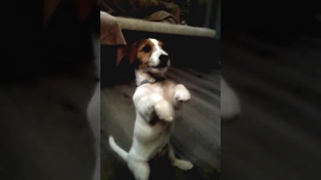 Джек рассел терьер, щенок 3 месяца смотреть онлайн