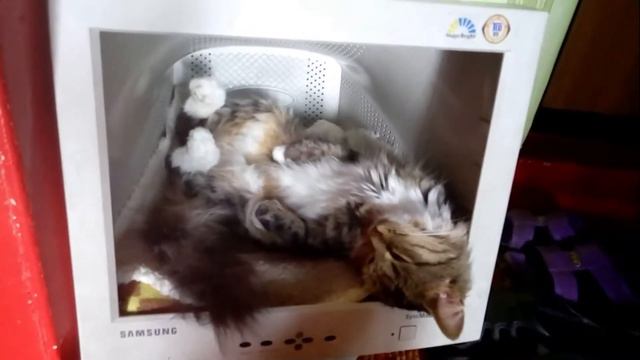 Классная кошка Кусачка. Умная кошка. Кошка делает массаж. смотреть онлайн